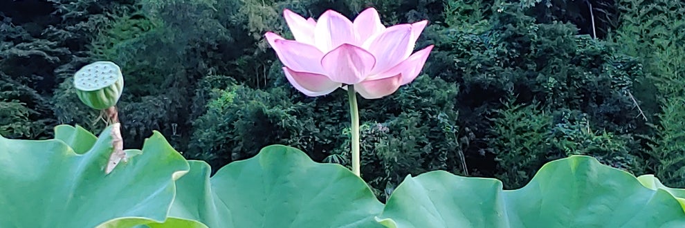林造園の画像