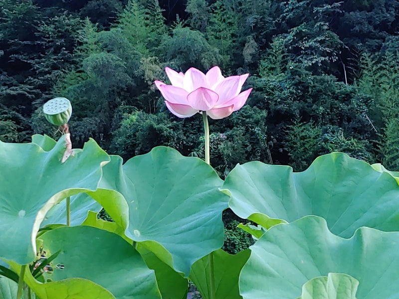 林造園の画像